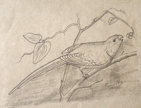 1921_Dessin