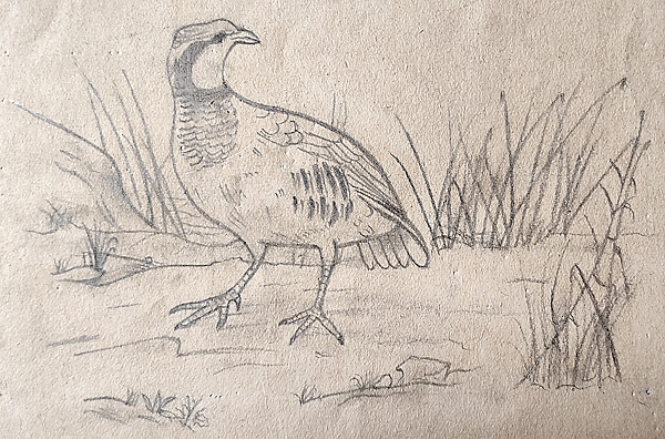 1921_Dessin