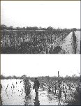 1961_inondations 1961_inondations