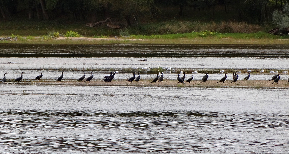 Loire_cormorans