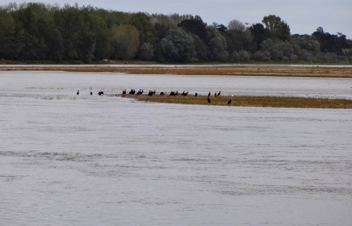 Loire_cormorans