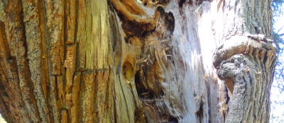 Arbre creux Hutreau