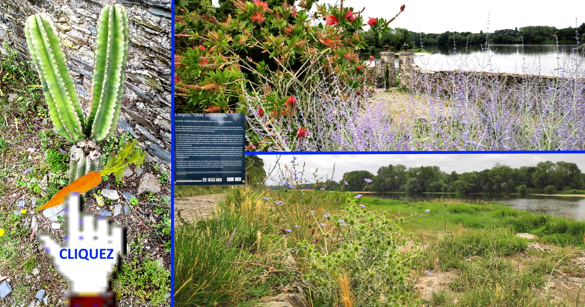 Jardin méditerranéen Sainte-Gemmes-sur-Loire 49