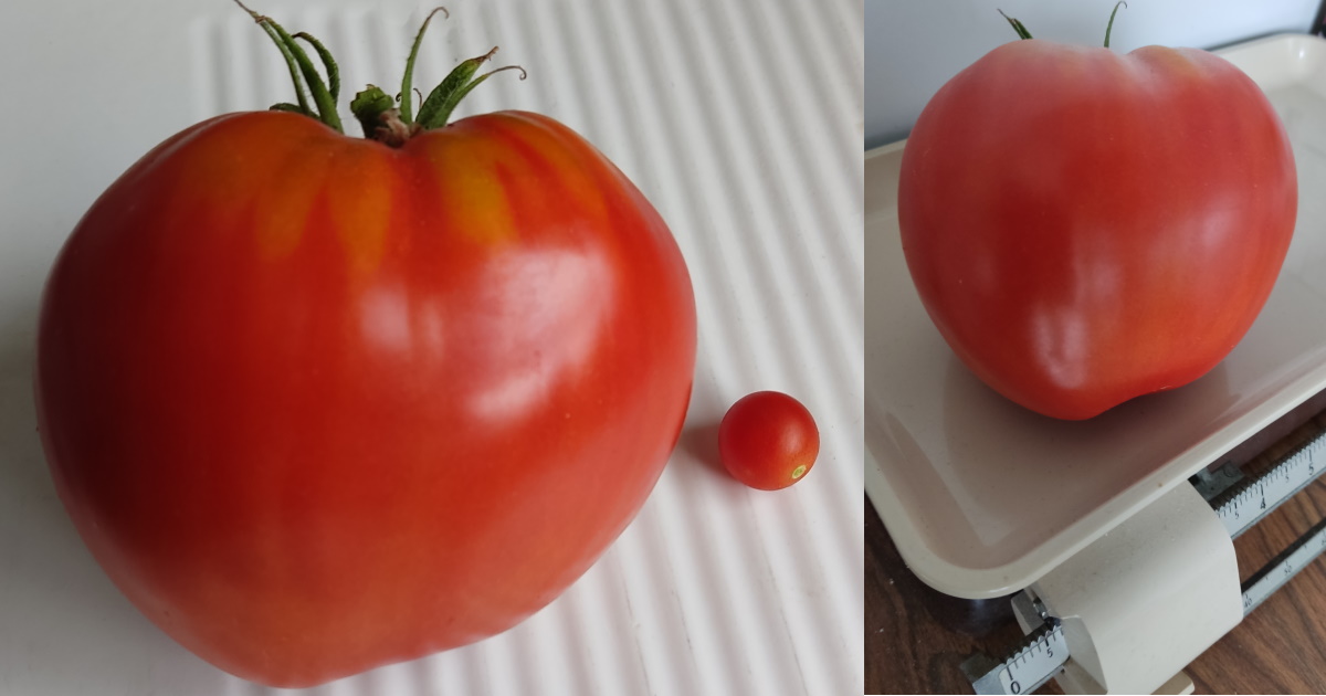 2022_tomates