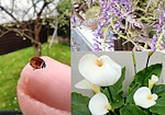 La_coccinelle La_coccinelle