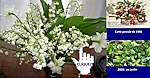 Le_Muguet_du_1er_Mai Le_Muguet_du_1er_Mai