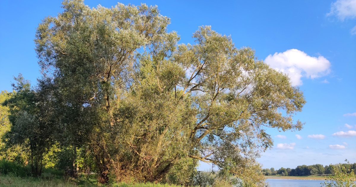 Saule_Loire