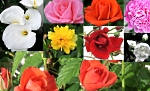 Quelques fleurs du jardin de Papy-Louis