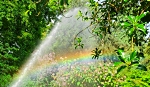 Angers_Arboretum