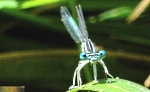 Libellule