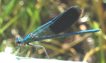 libellule