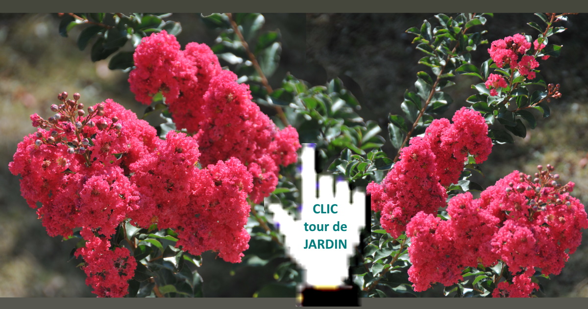 lagerstroemia
