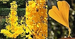 Mon Ginkgo