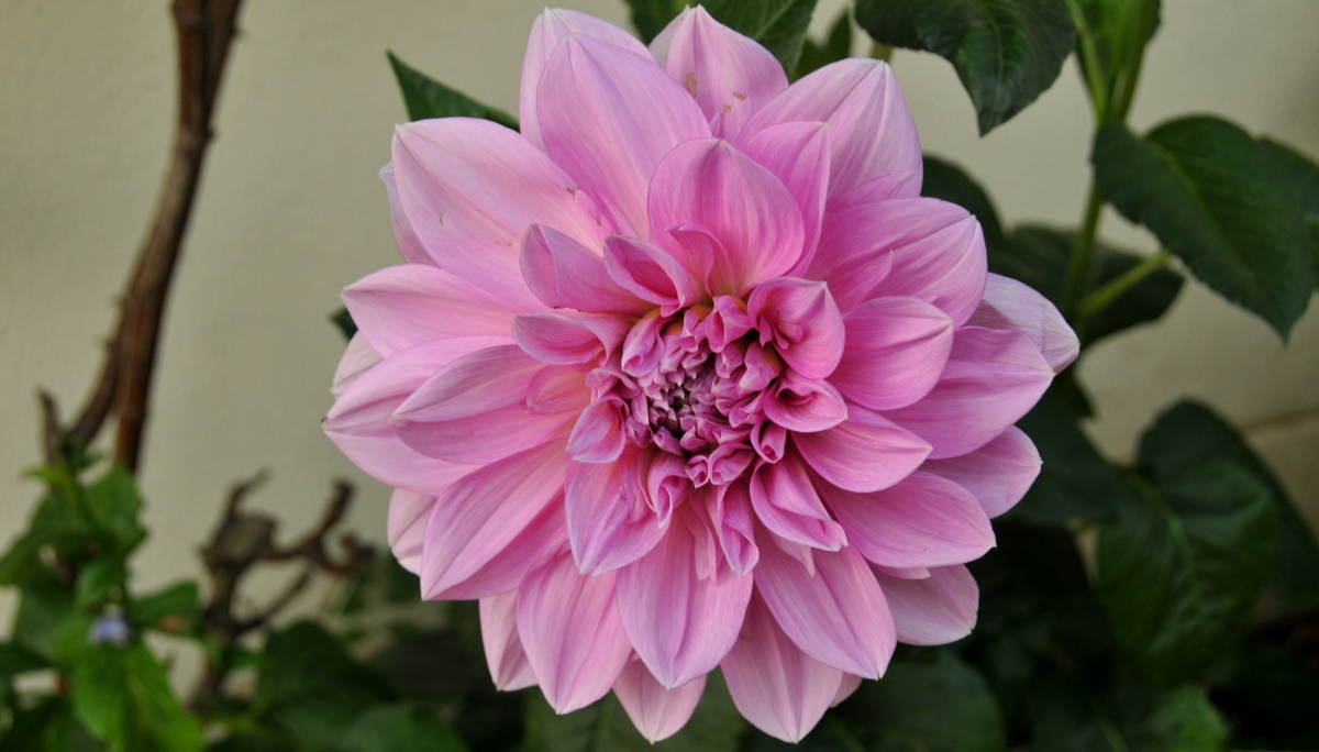 Dahlias Dahlias