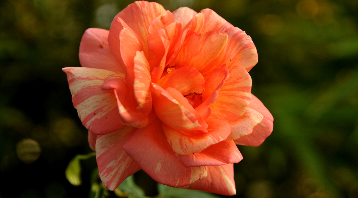 Rose Rose