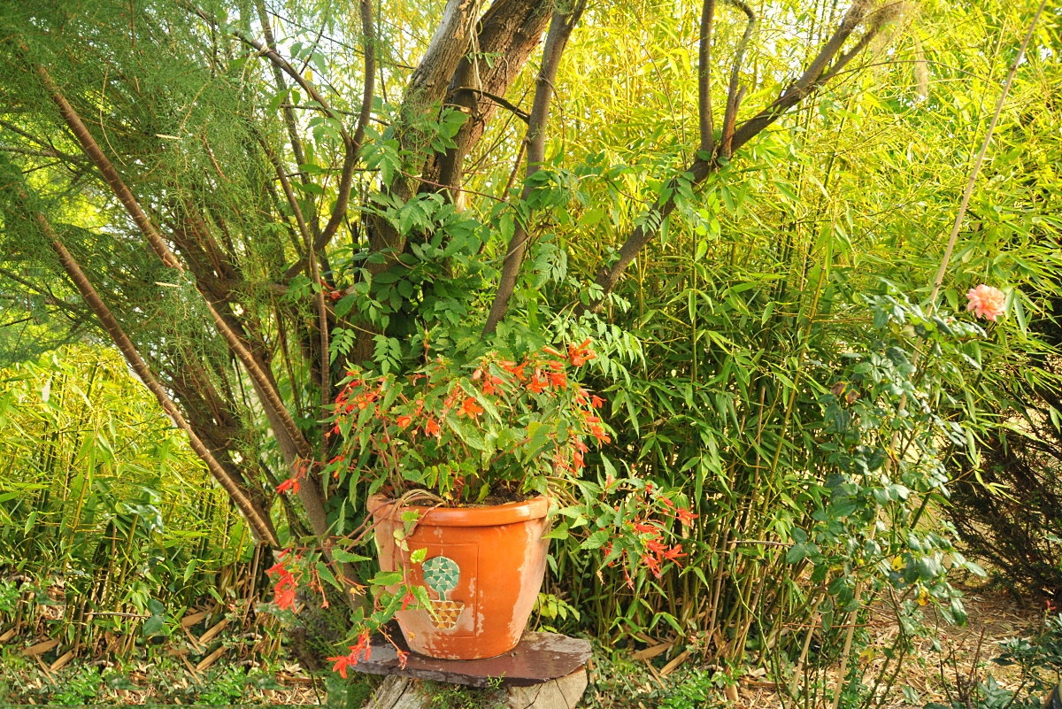 tamaris_bignonia_géranium_lierre_et_bambous tamaris_bignonia_géranium_lierre_et_bambous