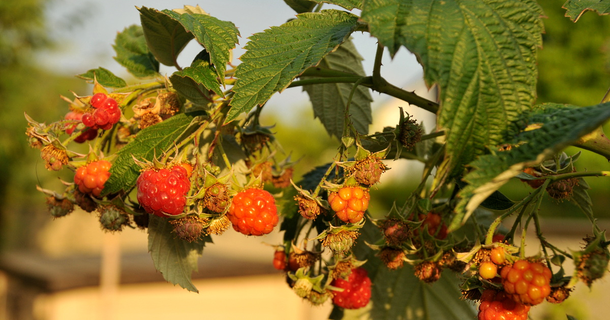 framboise
