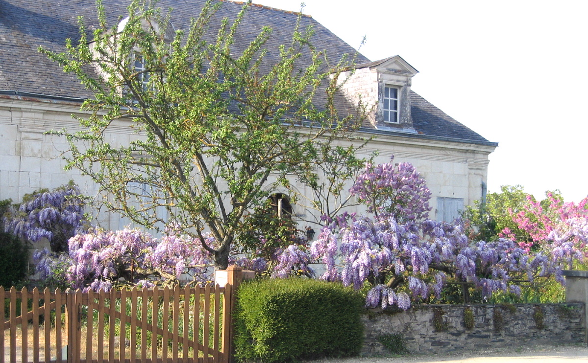 Glycine