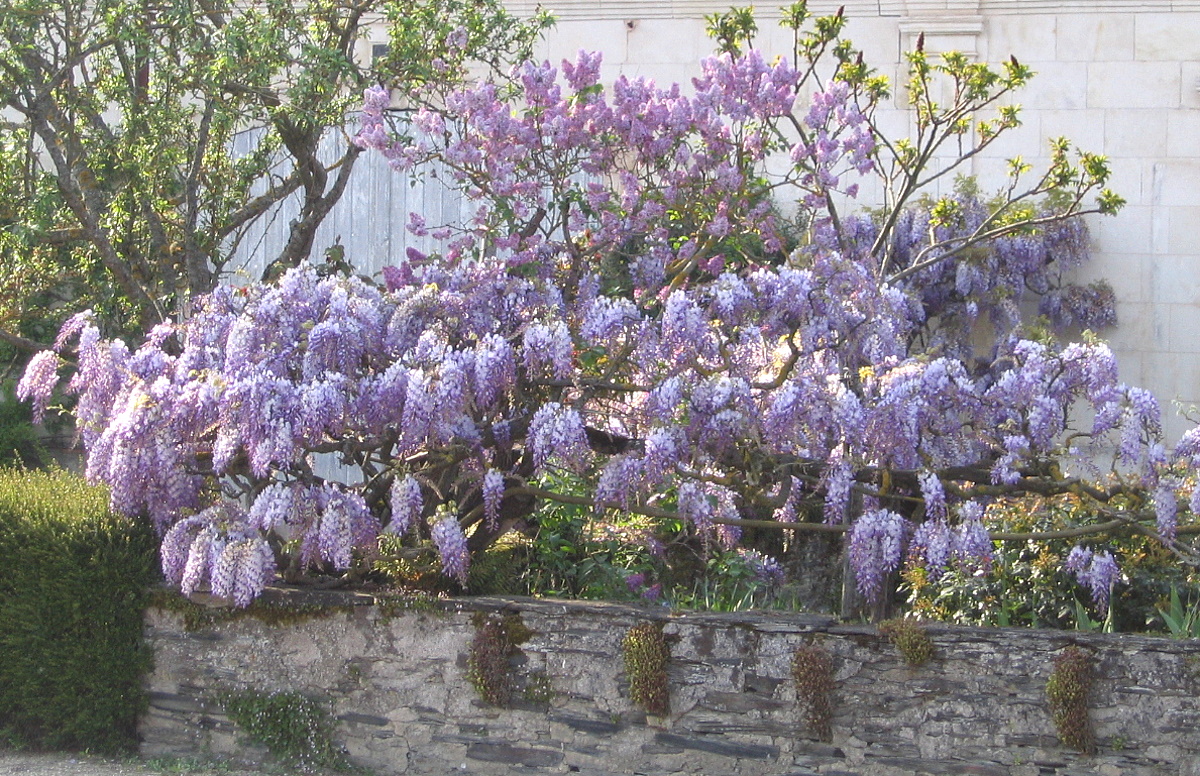 Glycine