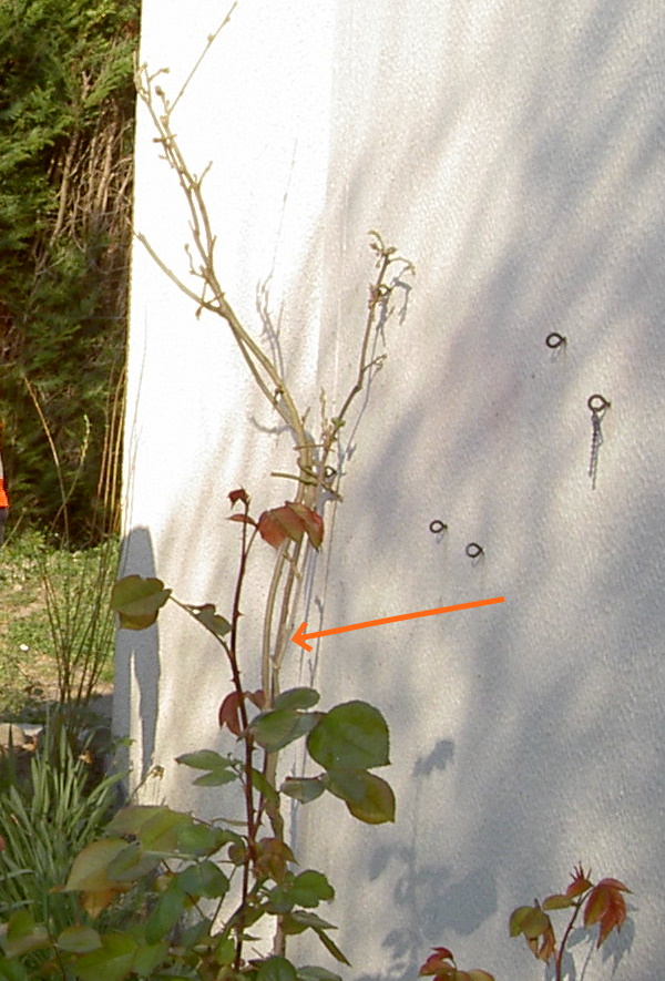 Glycine
