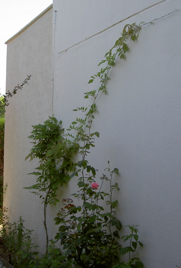 Glycine