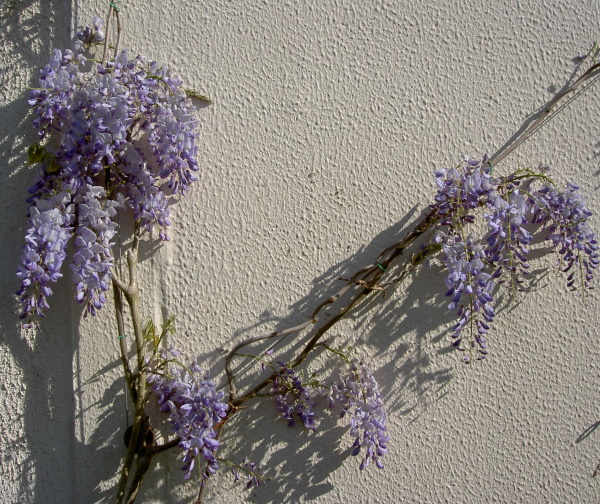 Glycine