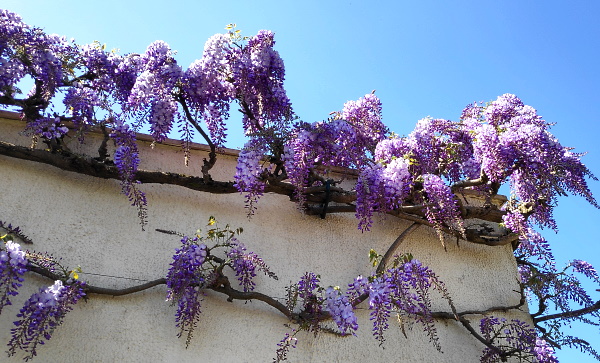 Glycine