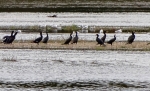 cormorans