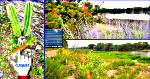 jardin_mediterraneen