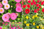 Arboretum Angers