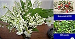 Muguet du 1er mai et fête du travail