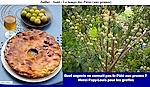 Le 24 Juillet, les Reine-Claude commencent à remplir les pâtés aux prunes.