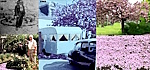Le_Cerisier_a_fleurs Le_Cerisier_a_fleurs