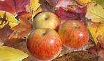 Automne