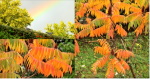 automne_09_10_2020