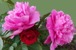 pivoines
