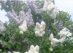 Les lilas