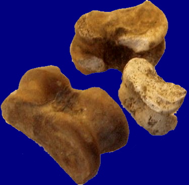 osselets