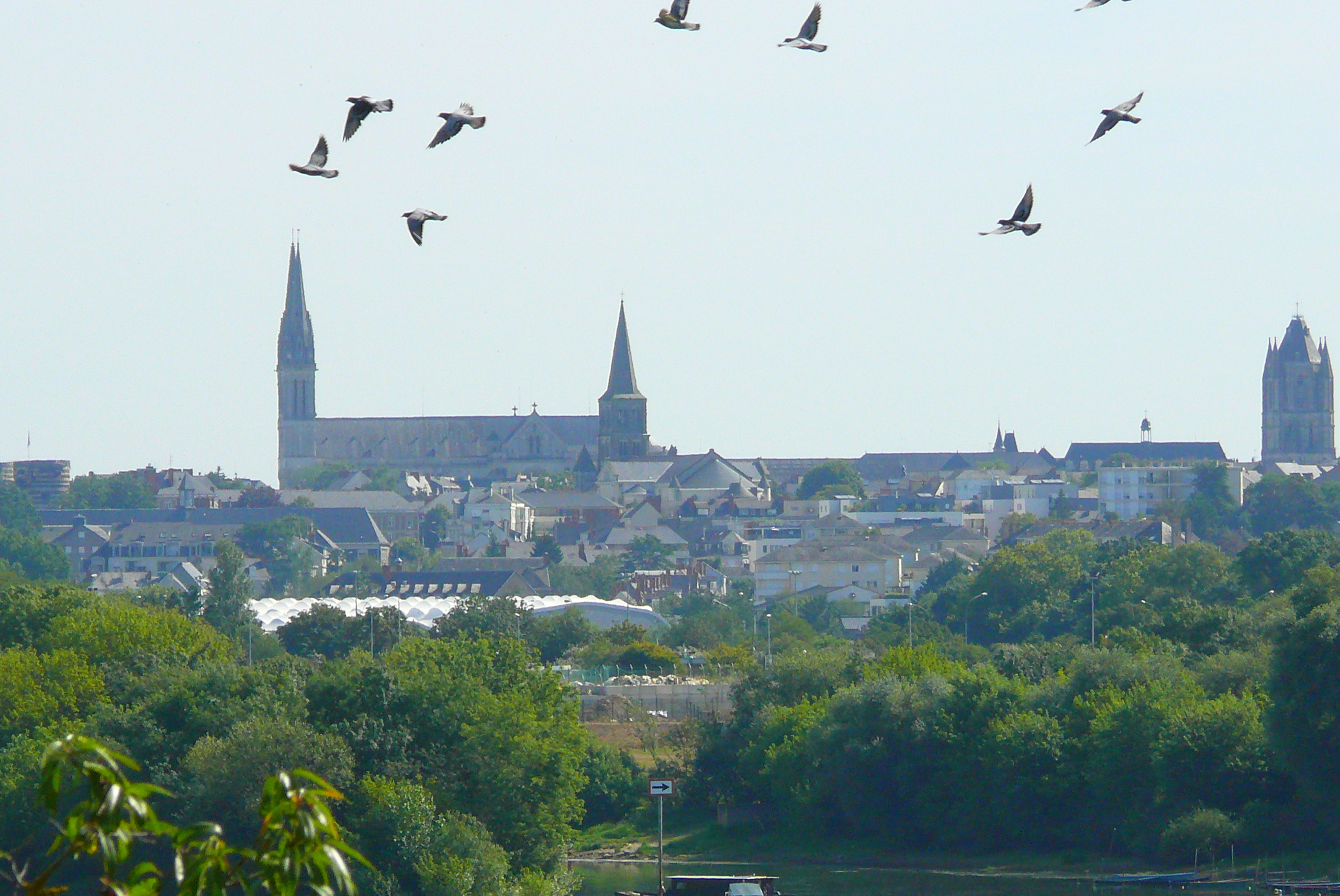 Baumette_Maine_Angers_Oiseaux